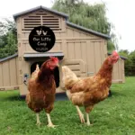Custom Chicken Coop Sign