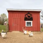 Custom Chicken Metal Sign