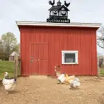 Custom Chicken Scene Metal Sign